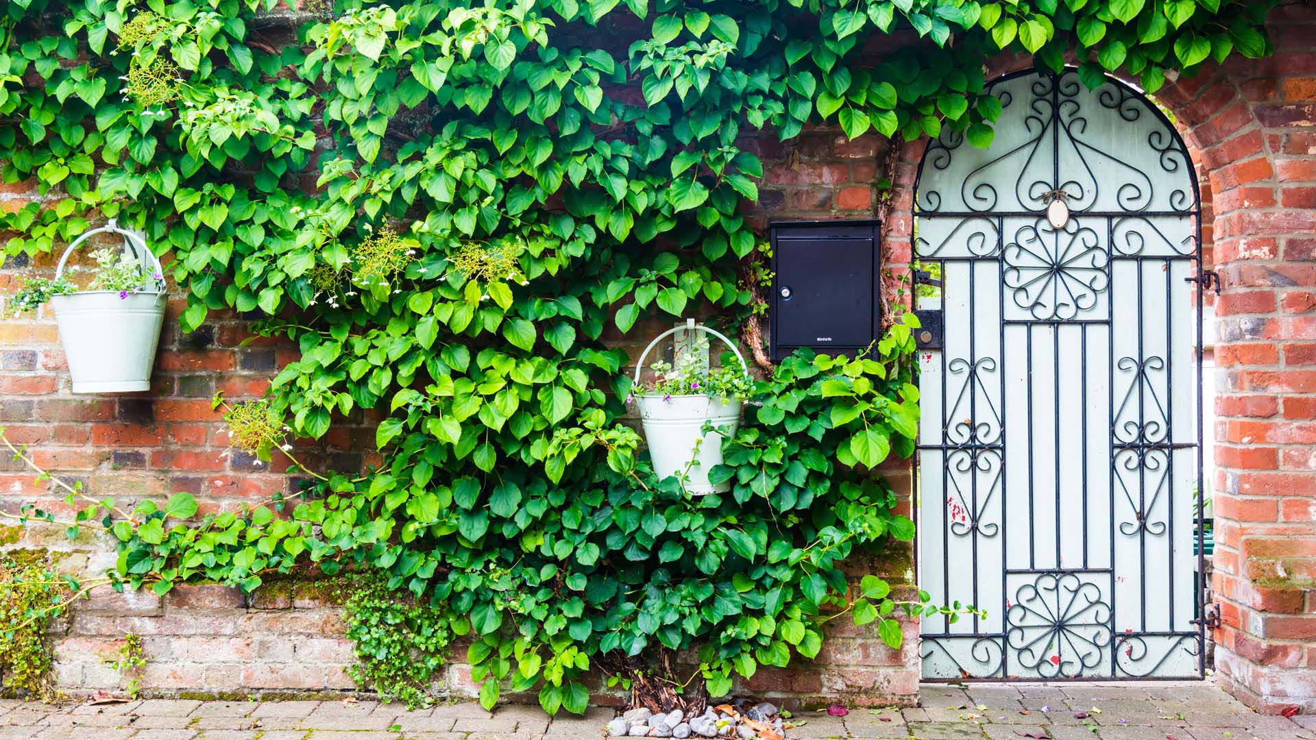 Garden wall covered in leaves with bucket planters and a white gate