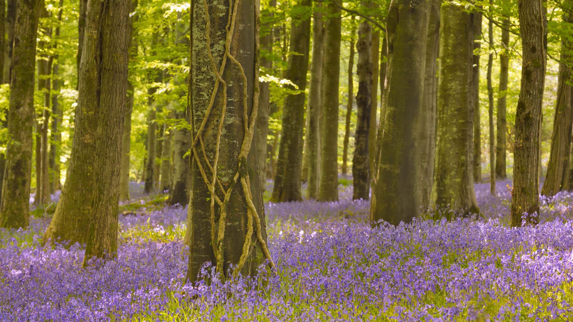Huge swathes of bluebells grow in Tollymore Forest Park
