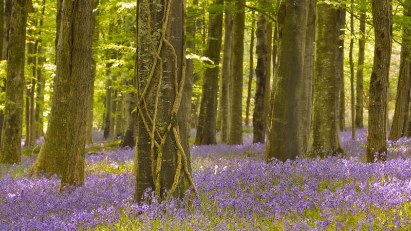 Huge swathes of bluebells grow in Tollymore Forest Park