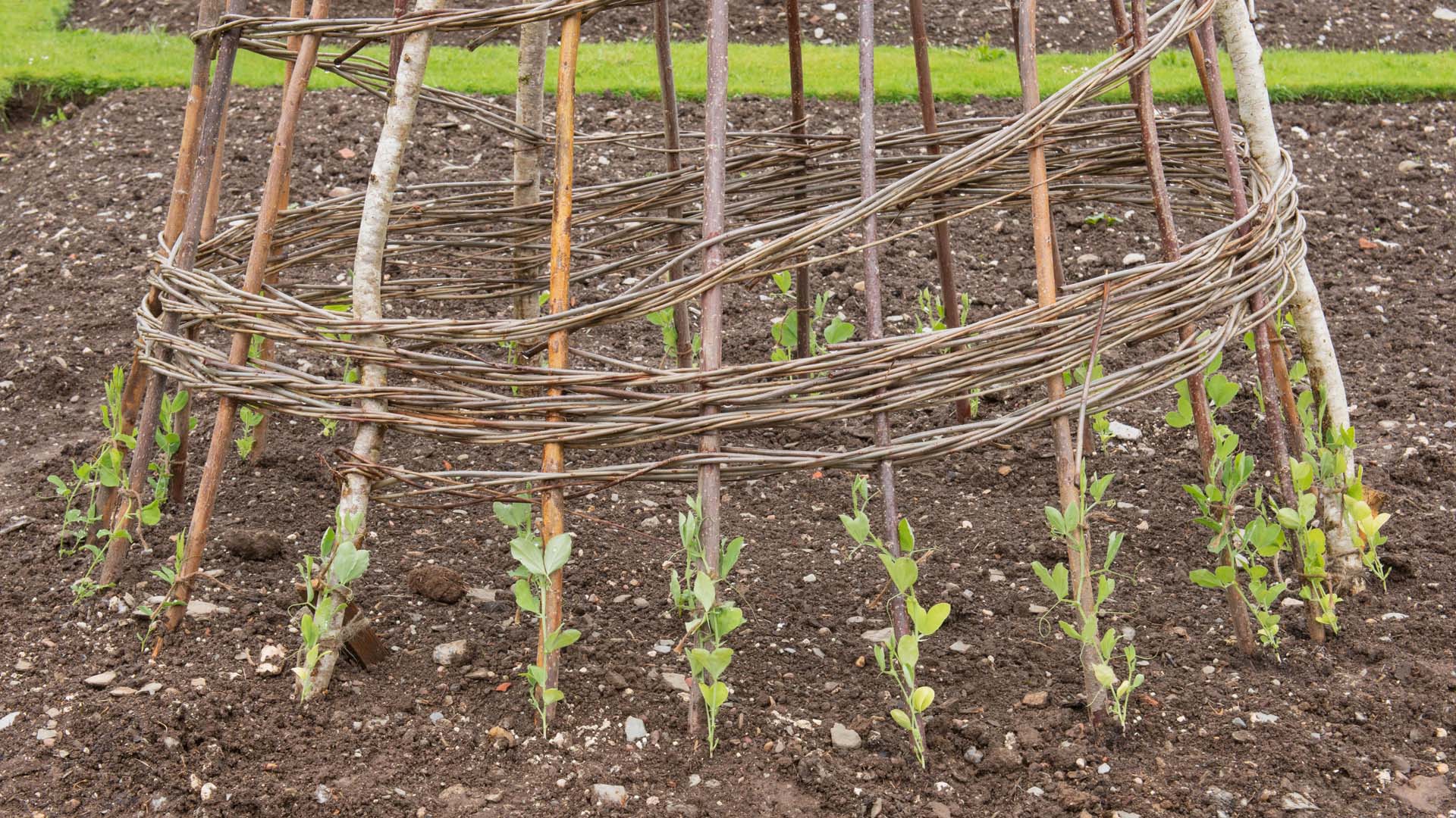Sweet peas like to climb around a support