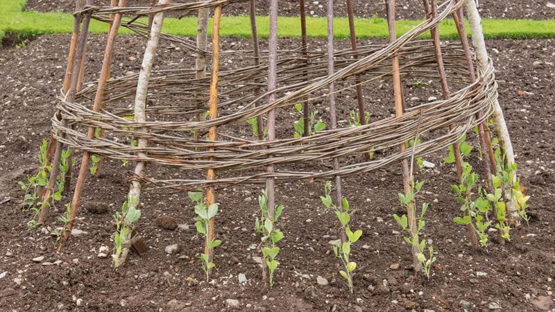 Sweet peas like to climb around a support