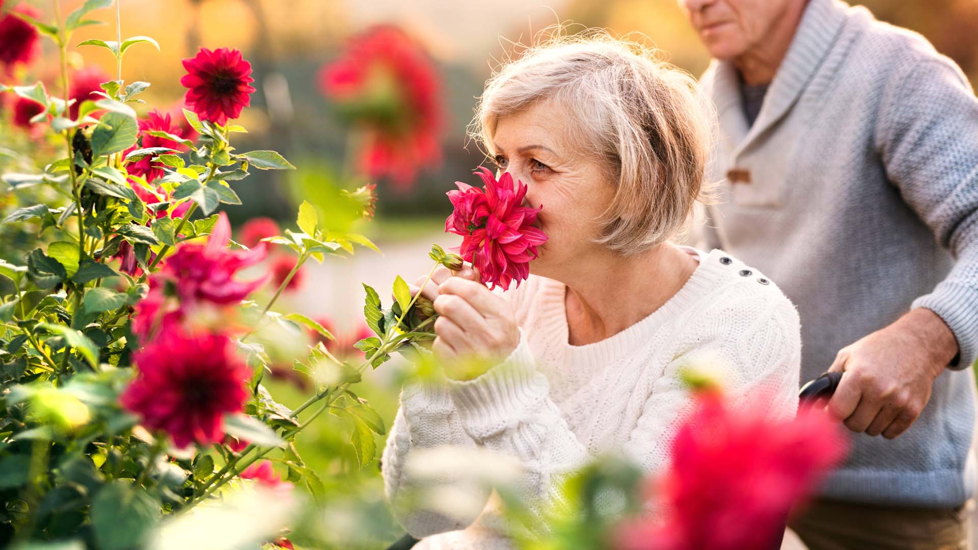 An older woman in a wheelchair smells a red flower in a blooming border, with a man in the background wearing a grey jumper.