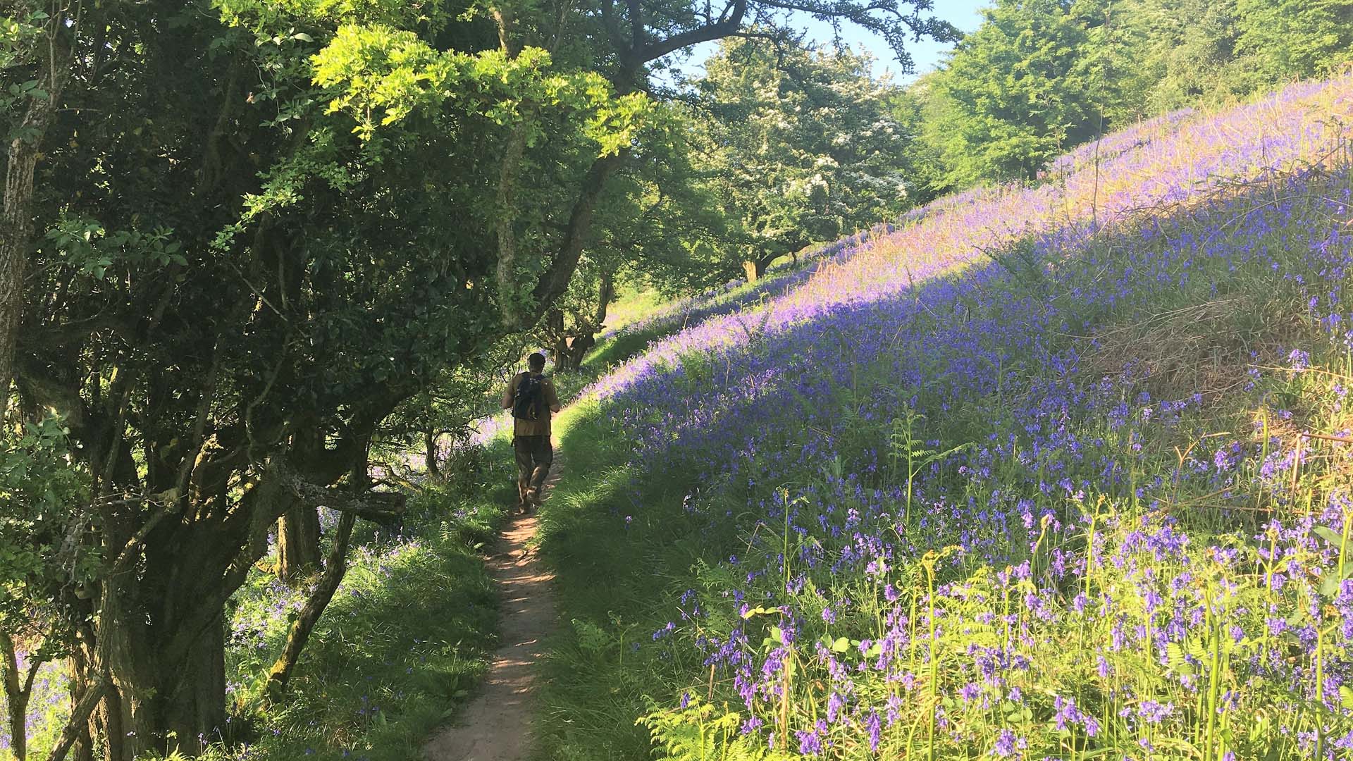 Walk through bluebells to reach the ridge on the Skirrid trail