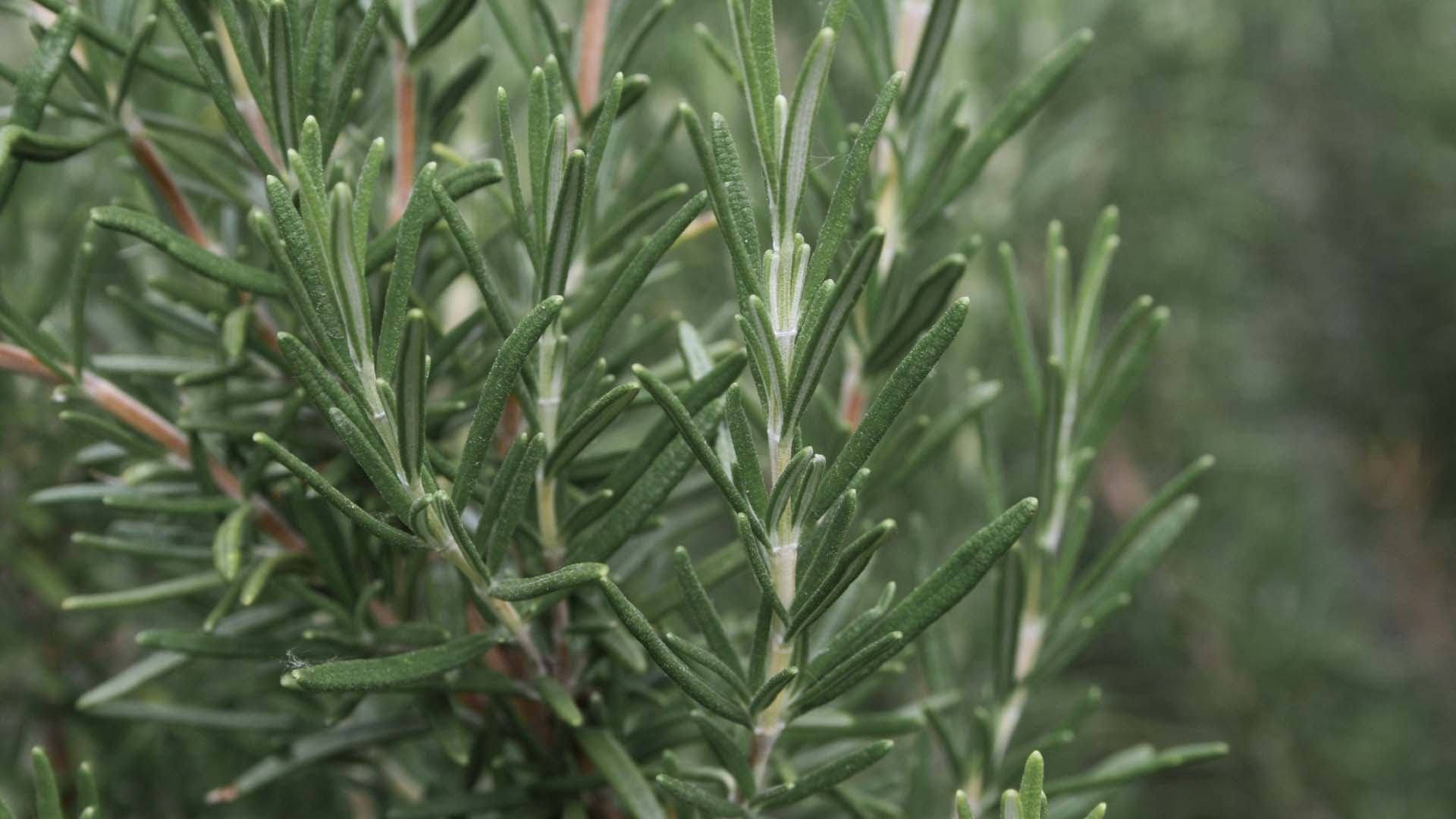 Reach for the rosemary as part of your kitchen garden