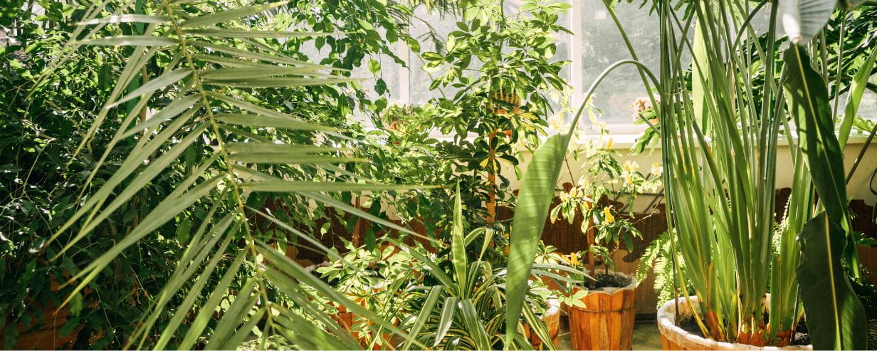 Lush green conservatory plants