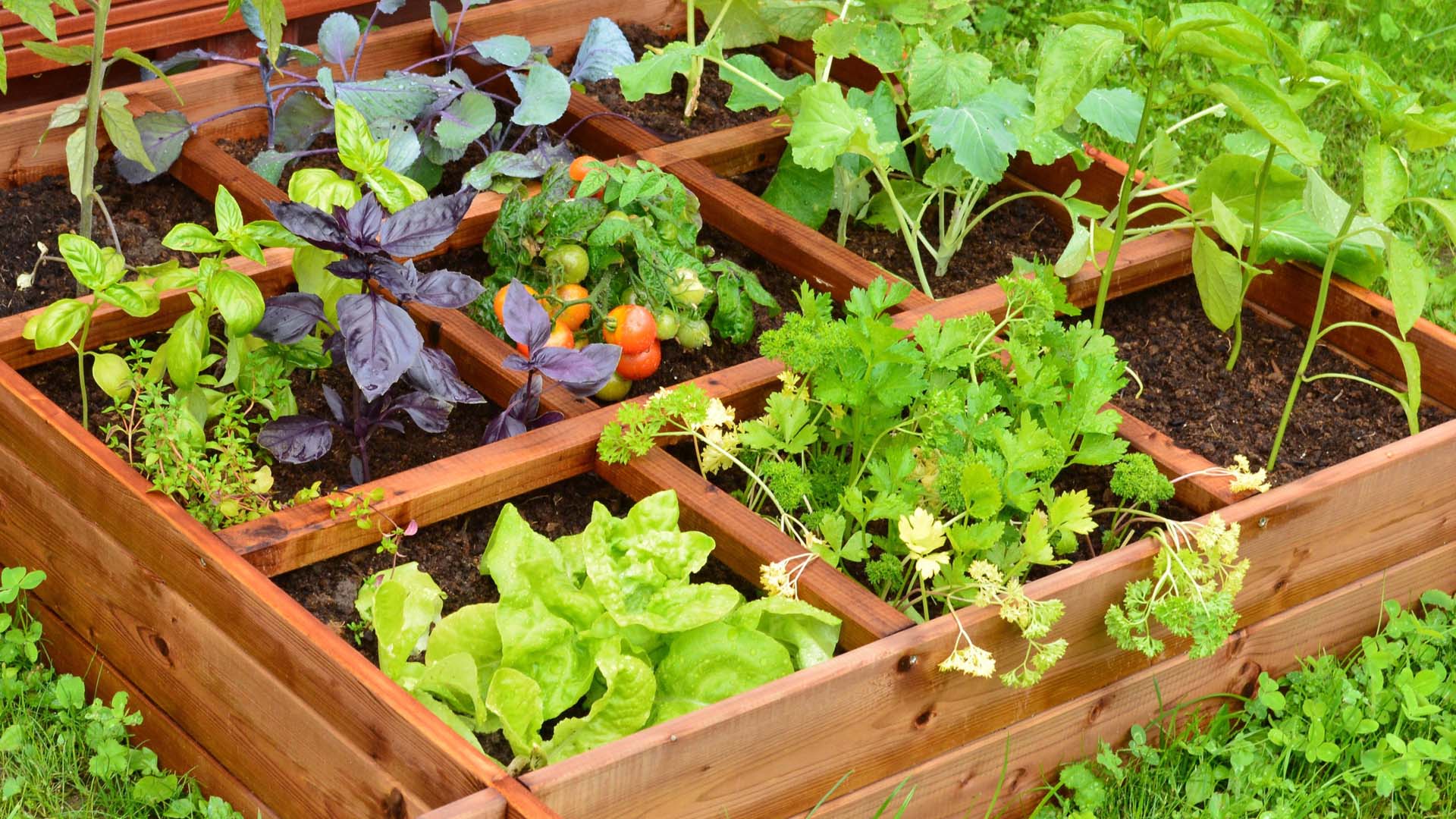 a wooden planter divided into small sections full of young plants