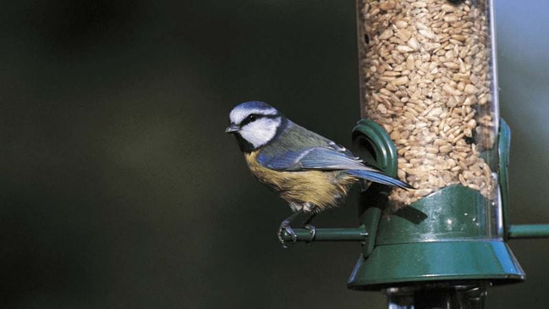 A bird sat on a bird feeder