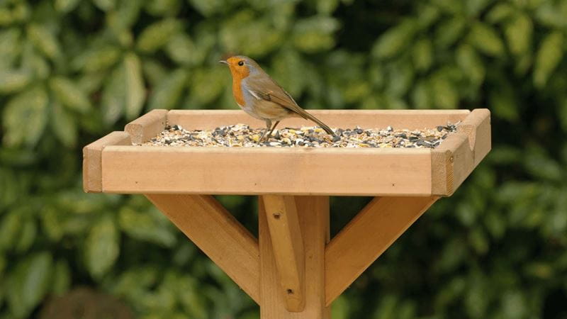 Robins on top of a table feeders
