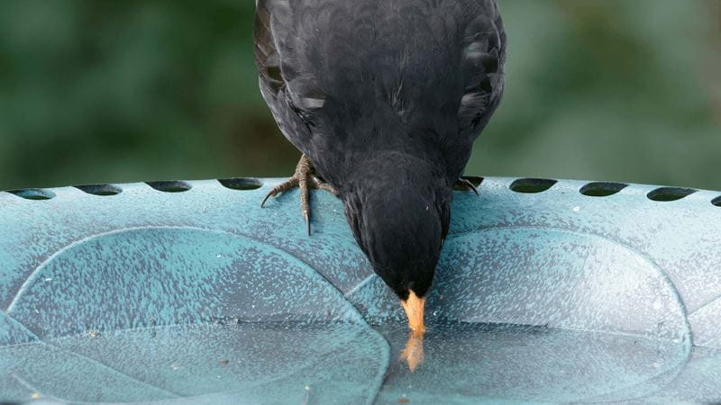 A bird drinking water from a bird bath