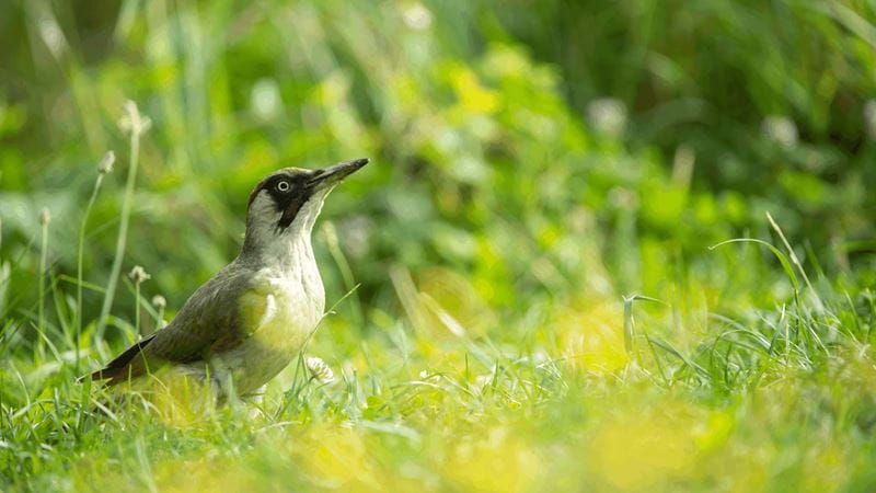 A green woodpecker