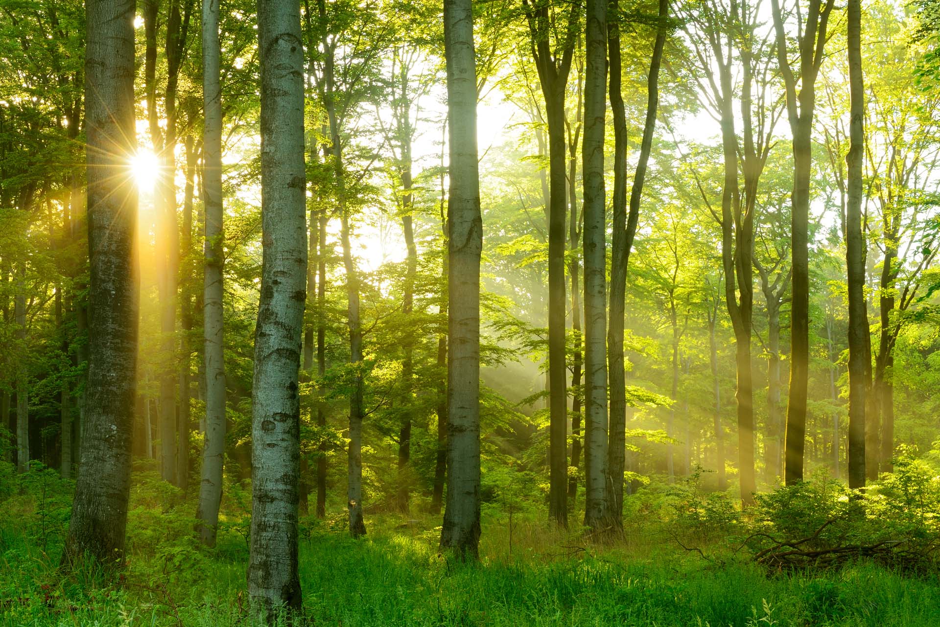 Beech woods in the sunshine