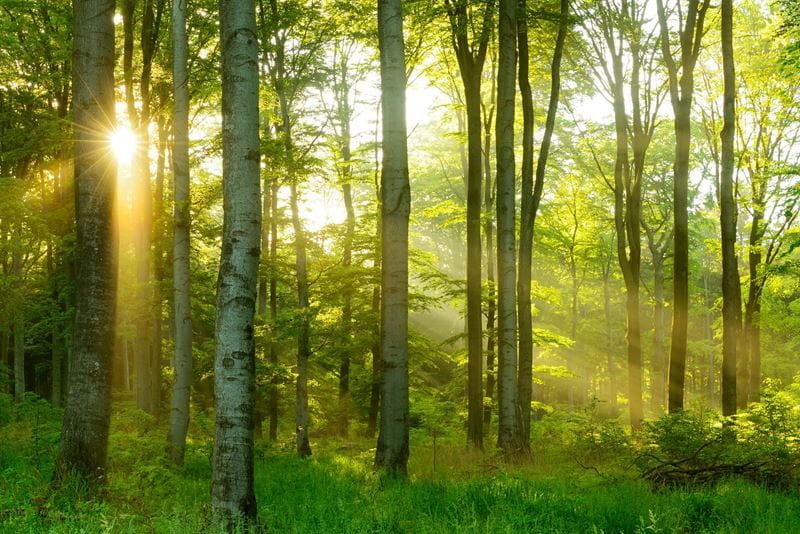 Beech woods in the sunshine