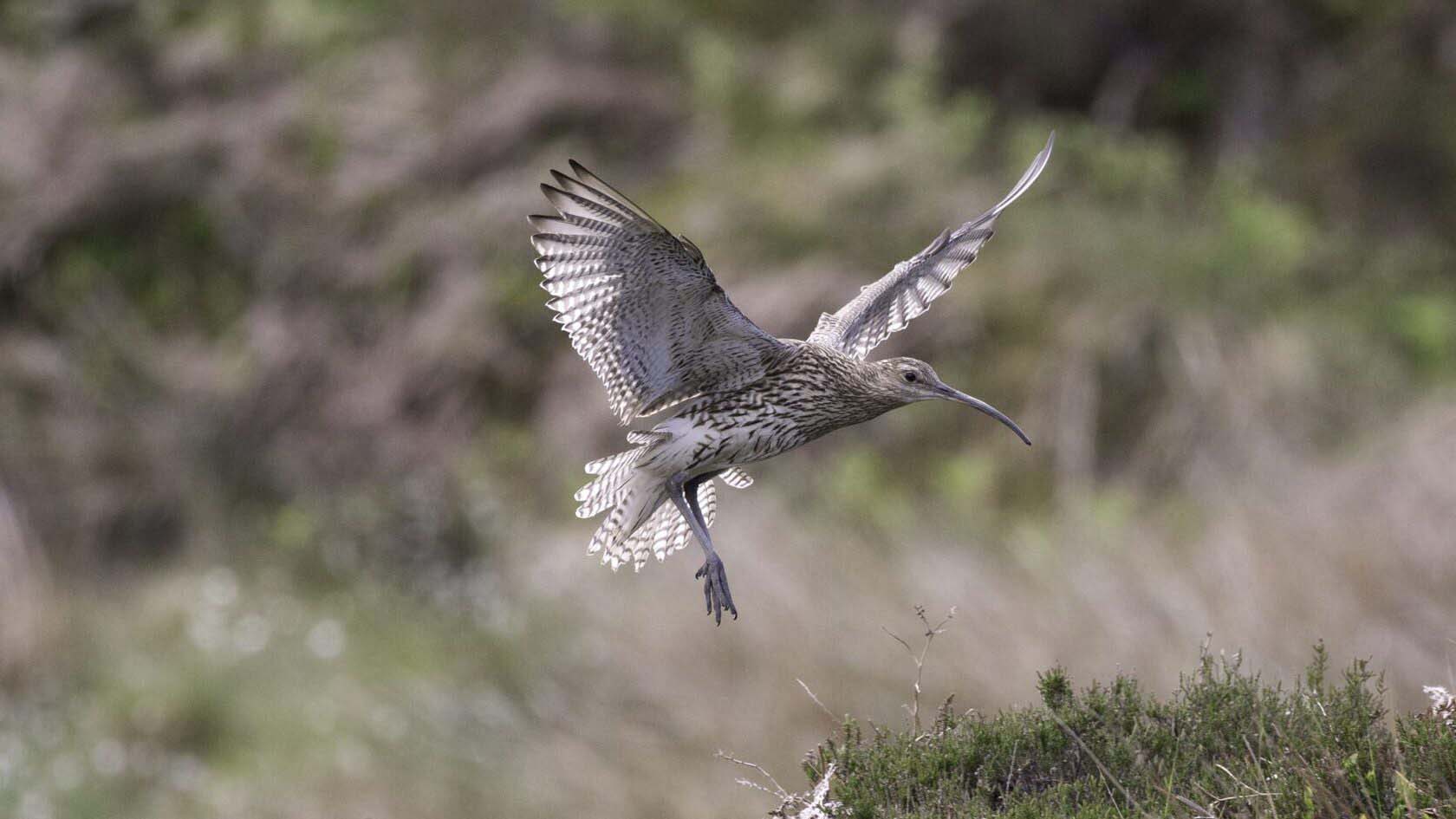 An endangered curlew in flight