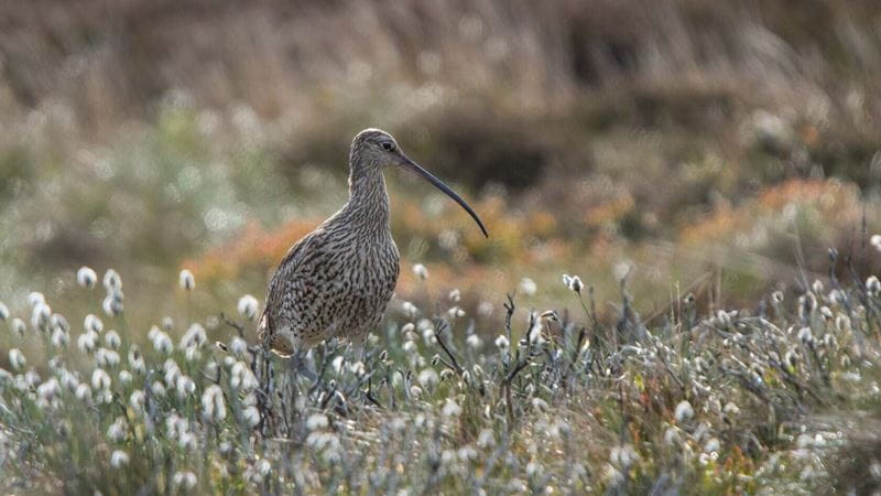 An Eurasian Curlew