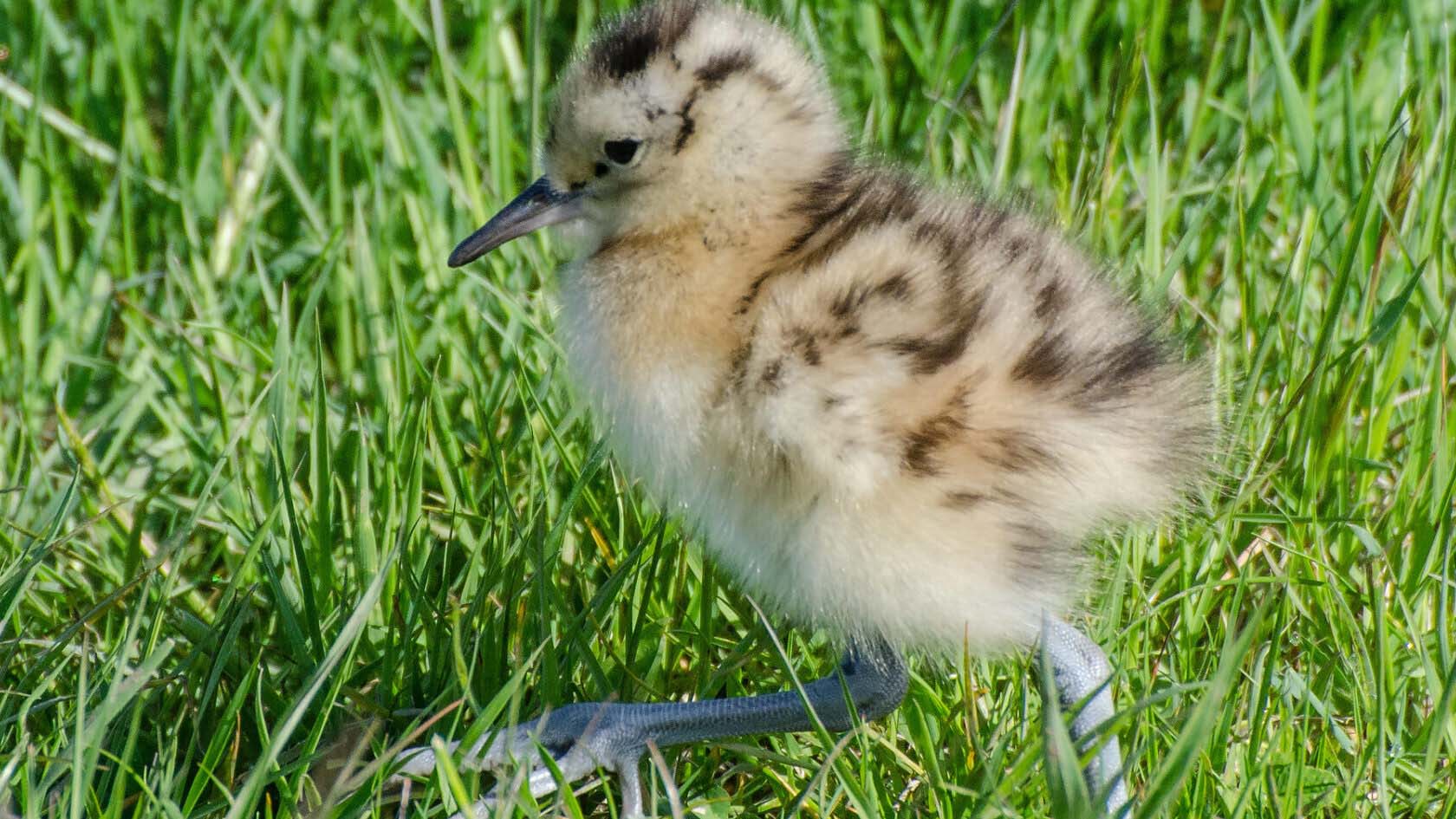 A curlew chick is easy prey for predators