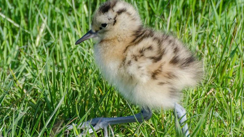 A curlew chick is easy prey for predators