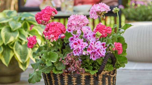 Colorful Pelargoniums in a Basket-Lined Vase 