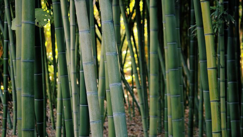 Bamboo