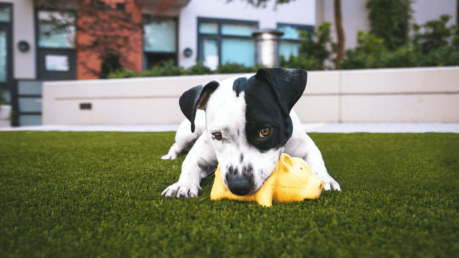 A small black and white dog playing with a yellow pig toy in a garden with artificial grass.