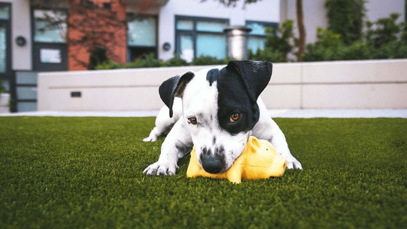 A small black and white dog playing with a yellow pig toy in a garden with artificial grass.