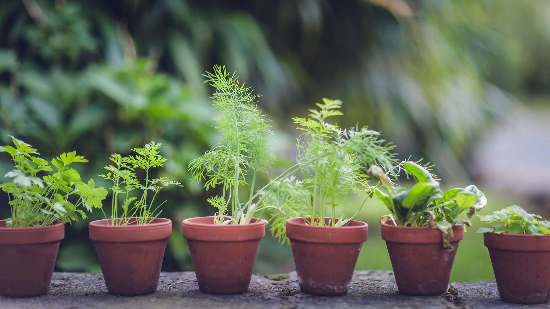 Herbs gently release their scent when touched