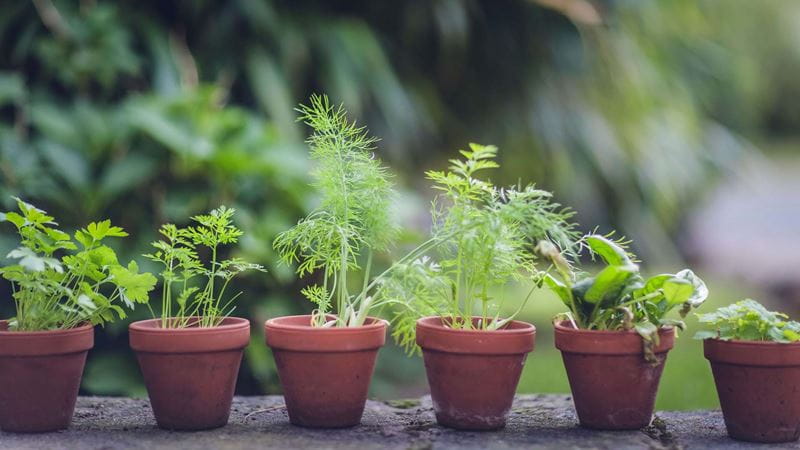 Herbs gently release their scent when touched