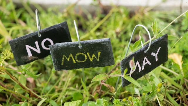 Small "No Mow May" sign on the grass