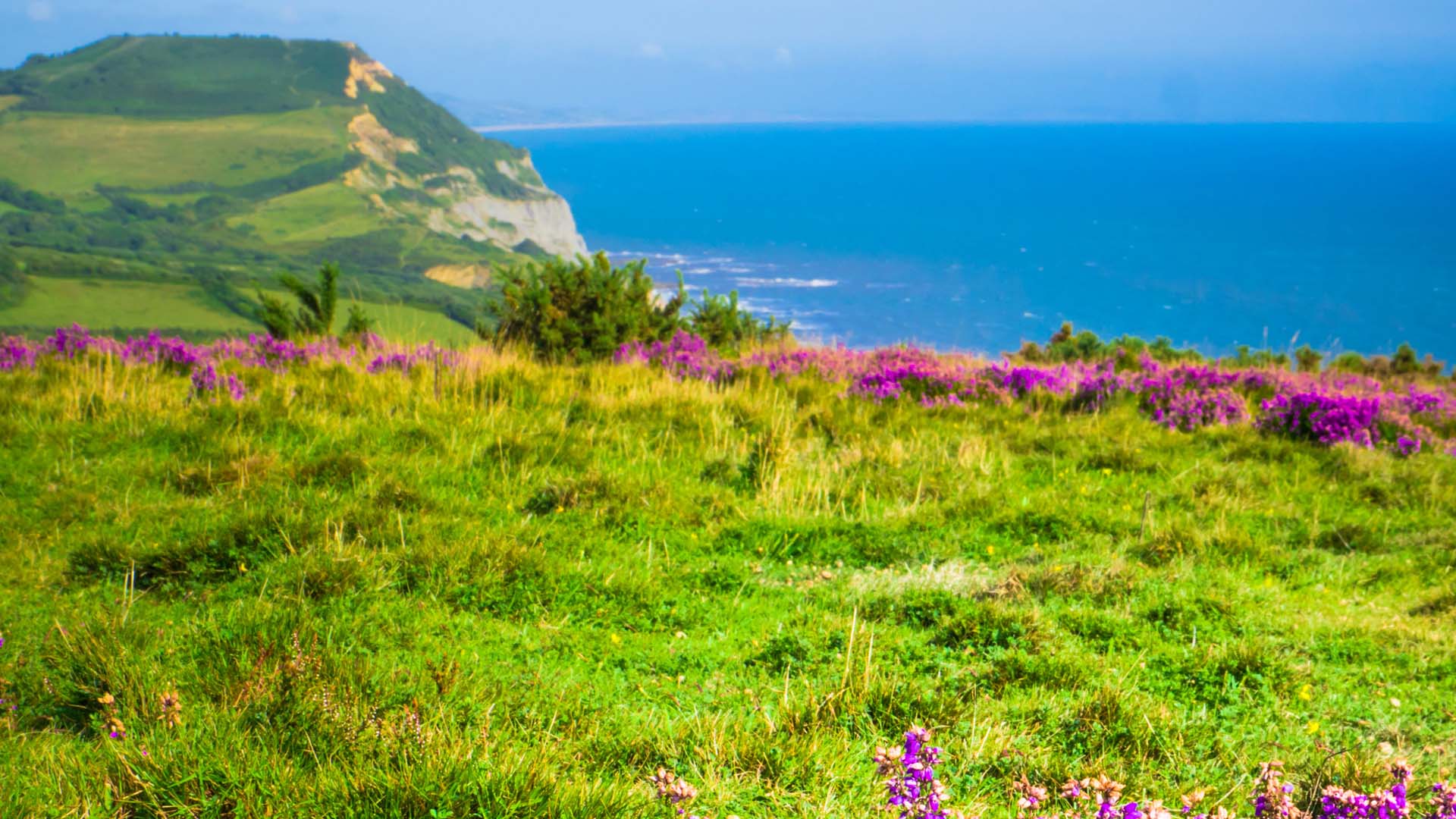 Flowers on a coastal clifftop with the sea in the background