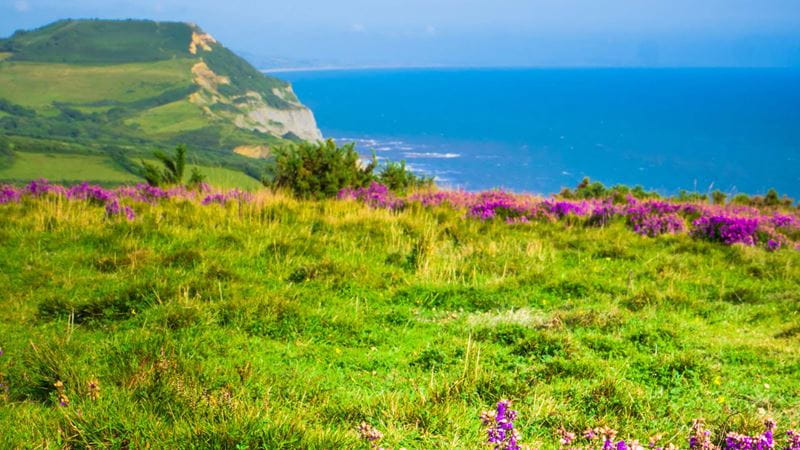Flowers on a coastal clifftop with the sea in the background