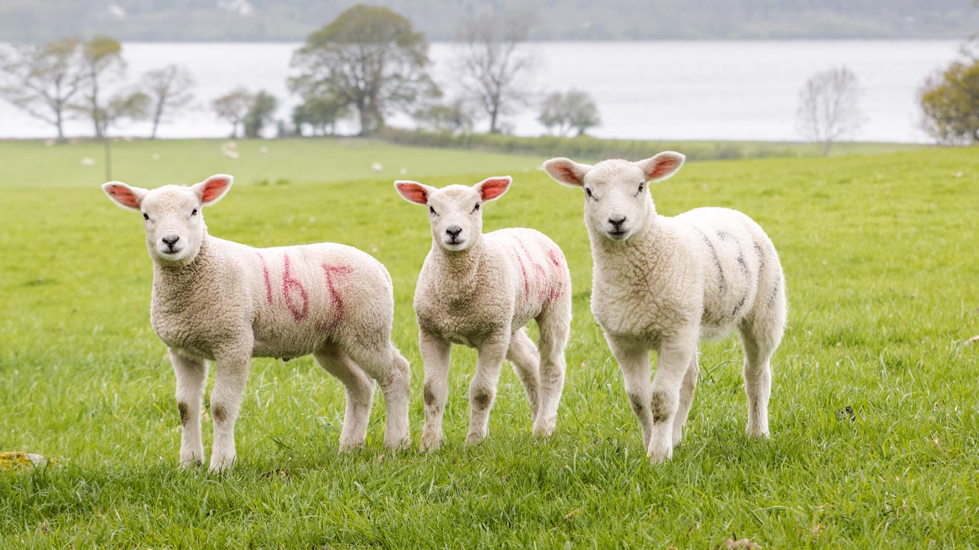 lambs in front of a lake