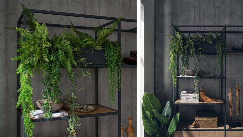 Shelves with plants