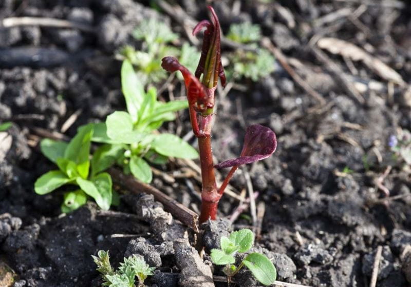First identifiable shoots of the dreaded Japanese Knotweed in the garden