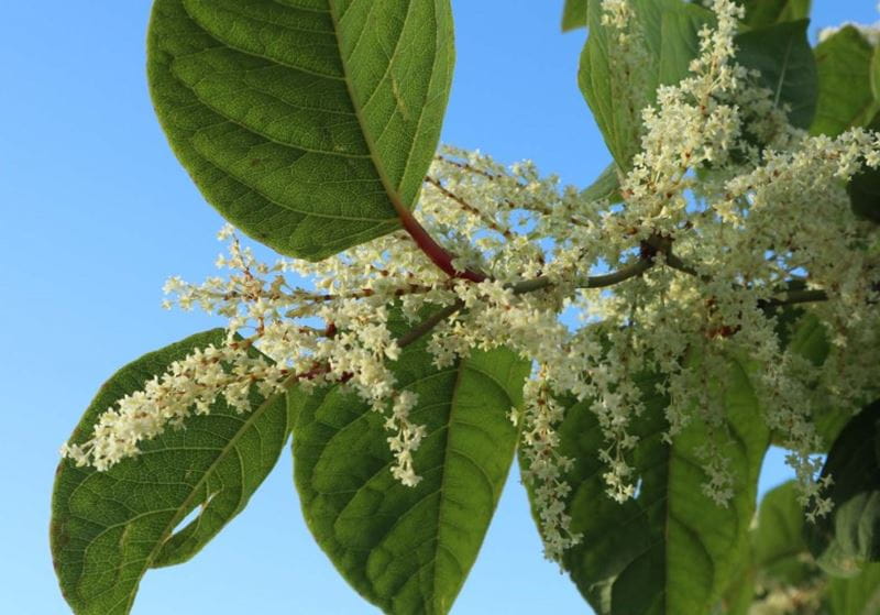 Clusters of small flowers close up with a blue clean sky in the background