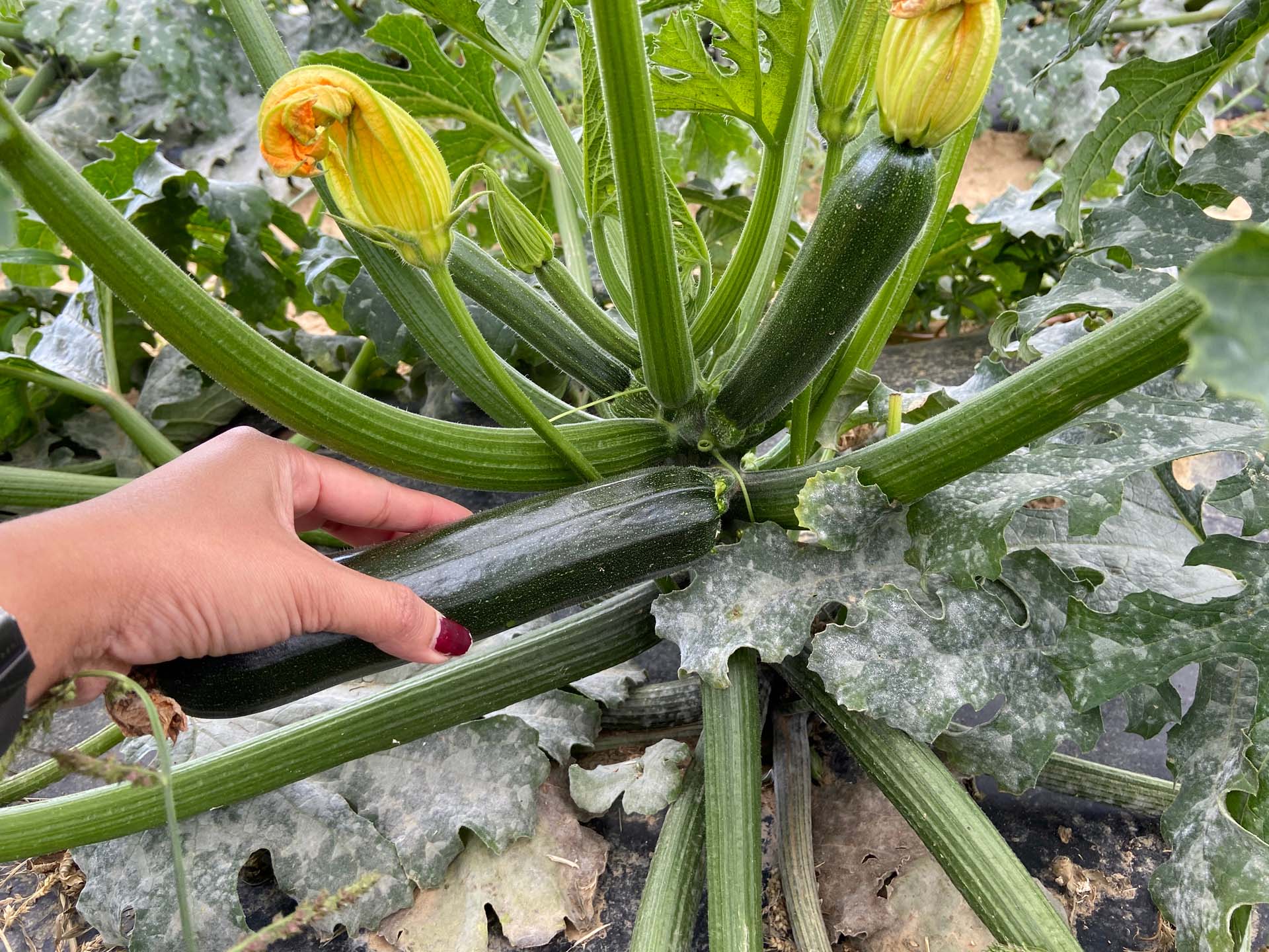 a courgette plant showing signs of mildew