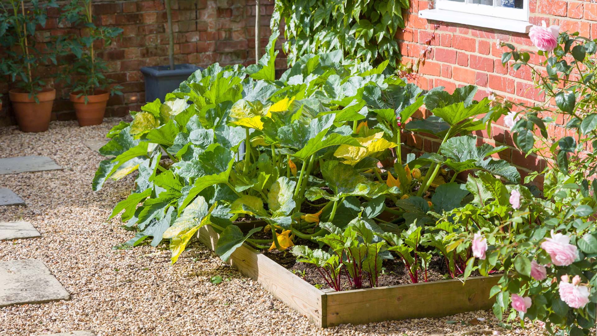 Raised beds growing courgettes and beetroot