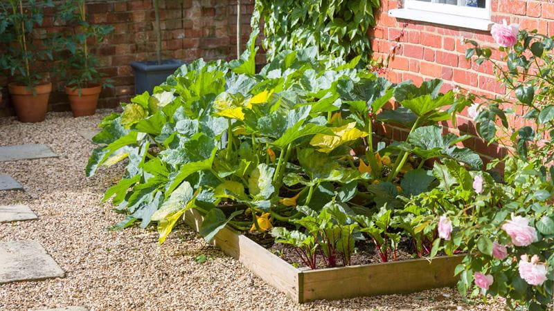 Raised beds growing courgettes and beetroot