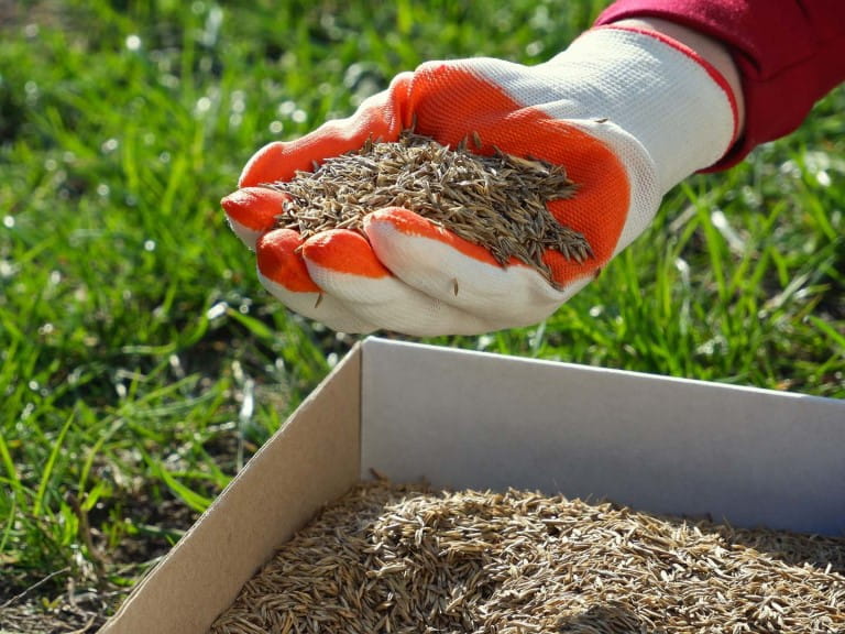 A gloved hand holding grass seed ready to sow | Shutterstock/Fire-n