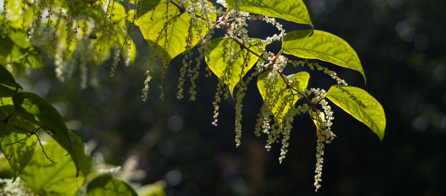 Japanese knotweed makes headlines for all the wrong reasons Japanese knotweed branch close up