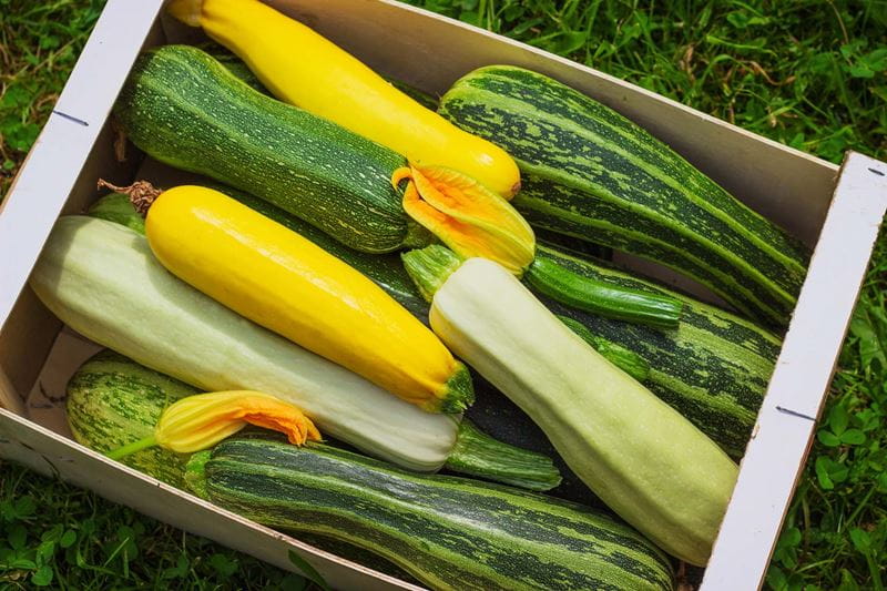 Courgette Boxes How to grow courgettes – with tips from a National Trust kitchen gardener