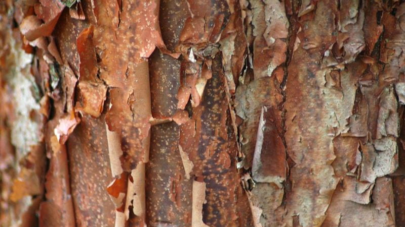 Paperbark maple trees