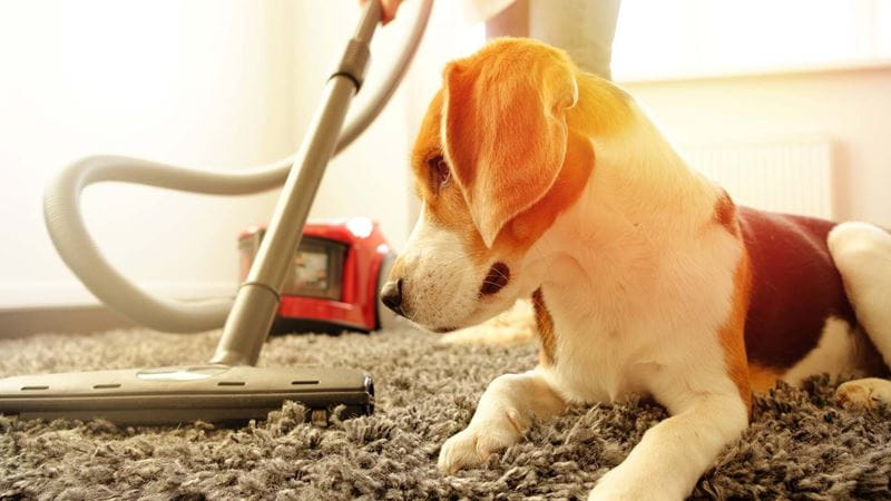 vacuuming the floor around a dog