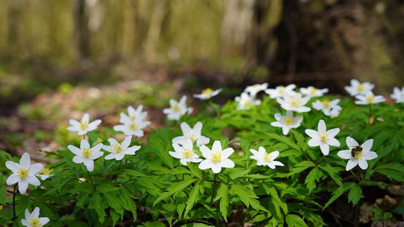 wood anemone flowers in a forest