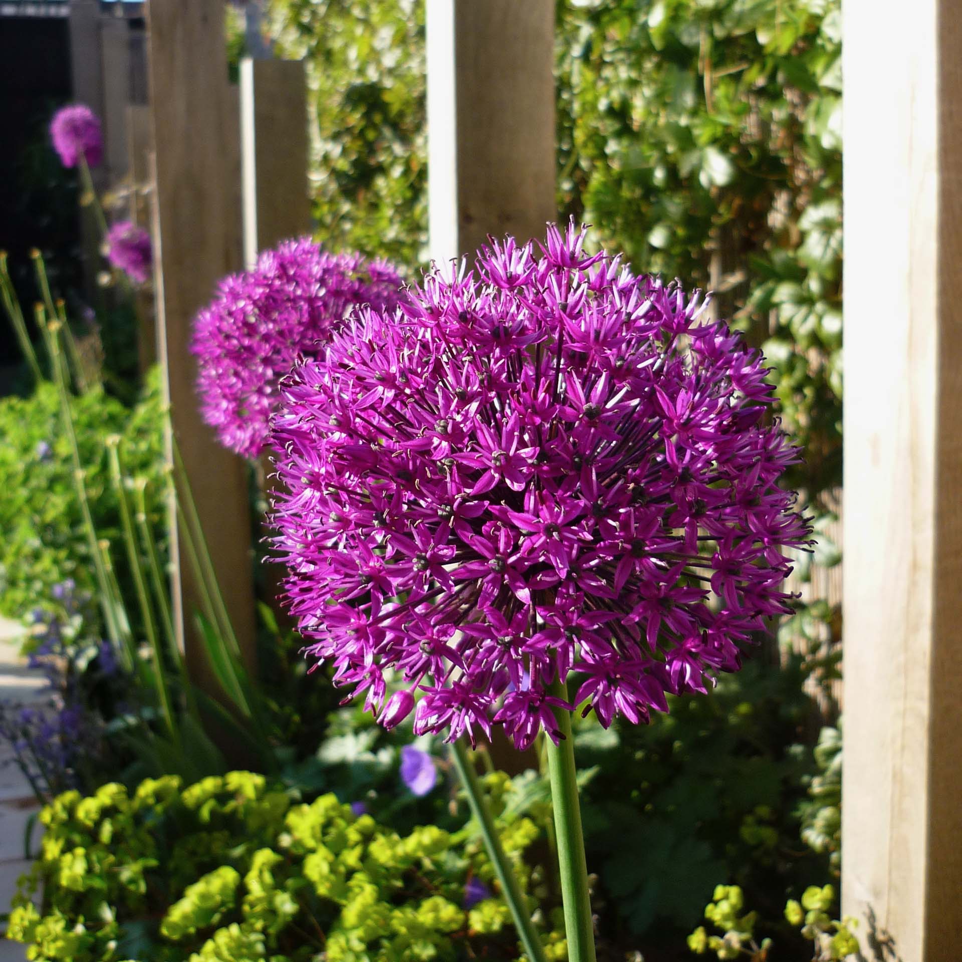 Beautiful Allium flowers  in the sunshine