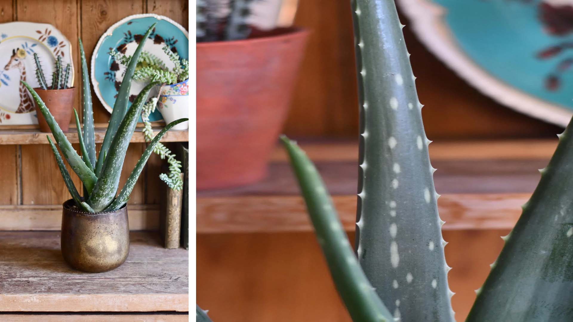 Two views of an Aloe vera plant in a bronze vase, on top of a wooden table with plates on a shelf in the background. One view is from the front on the left and a close-up of the leaves on the right