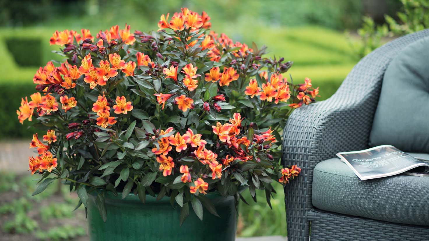 A pot full of orange Alstroemeria flowers