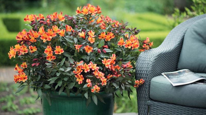 A pot full of orange Alstroemeria flowers