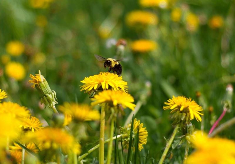 A Bee extracting the nectar of a dandelion