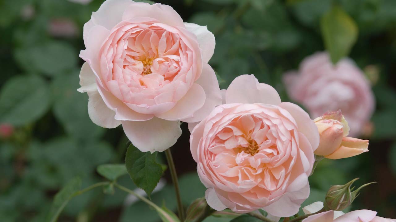 The perfectly formed, shallow cups are pure light pink, paling to soft blush on the outer petals. There is a strong, warm myrrh fragrance. It forms an attractive, quite broad shrub, with slightly arching stems. The leaves are tinged red at first, later turning green. Hermione is the faithful wife of Leontes, the King of Sicila, in Shakespeareís The Winterís Tale. David Austin, 2005.