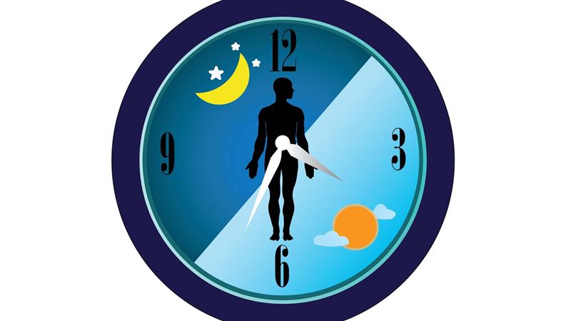 A clock showing a human's circadian rhythms on it
