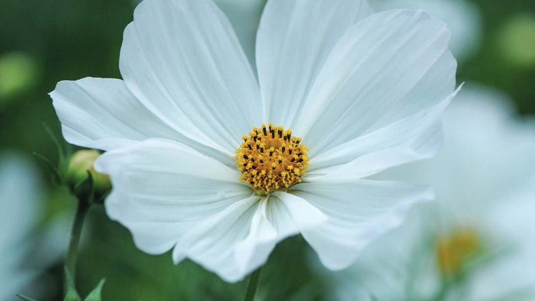 A close-up of a white 'Purity' flower with a yellow center